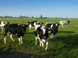 Eksport wypija polskie mleko. Przetwórców to cieszy i niepokoi. Wizyta w Rotr [wideo]