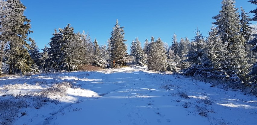 Beskid Sądecki. Górskie szlaki już przyprószone śniegiem. Ostatni dzień, by wesprzeć zbiórkę na zimowy sprzęt GOPR [ZDJĘCIA]