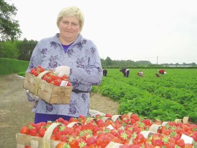 - Nasze truskawki są o wiele lepsze od tych sprowadzanych z zagranicy - mówi Lilla Makarewicz, brygadzistka na plantacji w Nowym Żabnie. - Sekret ich dobrego smaku i zapachu tkwi w tym, że dojrzałe owoce zbieramy rano i już po kilku godzinach znajdują się w sprzedaży