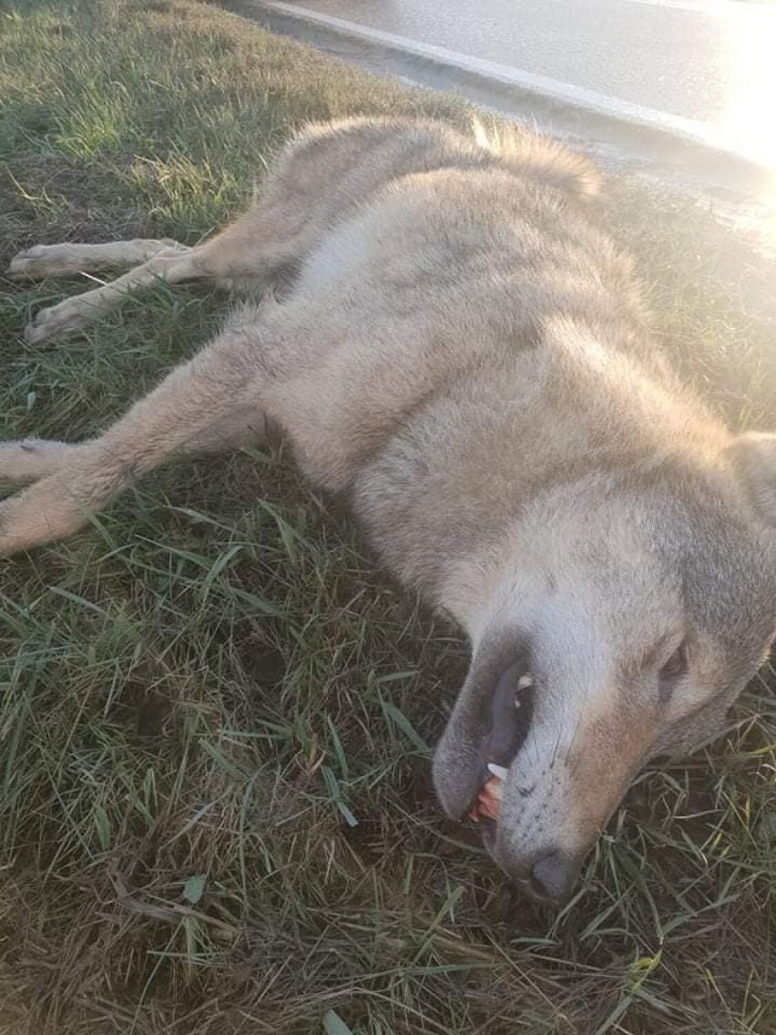 Potrącony wilk na drodze Kosakowo-Mrzezino. Zwierzę niestety nie przeżyło [Uwaga, drastyczne zdjęcia!]