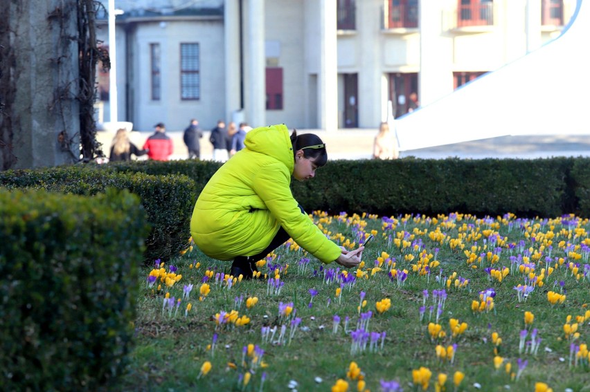 Krokusy kwitnące na skwerze przed iglicą przy Hali Ludowej,...