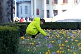 Kwietny dywan przed Halą Ludową we Wrocławiu. Kolorowe krokusy to prawdziwy hit! [ZDJĘCIA]