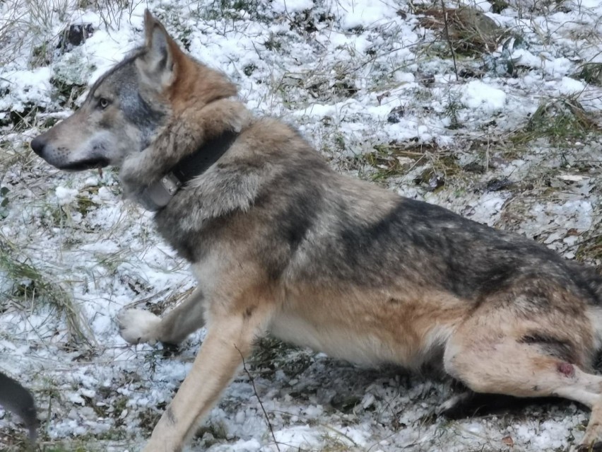 Potężny wilk schwytany przez naukowców w świętokrzyskich lasach. Zobaczcie niesamowite zdjęcia