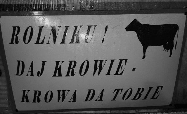 "Rolniku  daj krowie, krowa da tobie”... W latach 70. gdy po rządach Władysława Gomułki nastała epoka Edwarda Gierka, w gablotach przy wejściach do zakładów i fabryk wieszano zdjęcia przodowników pracy przekraczających wyżyłowane normy produkcyjne, a w halach fabrycznych pojawiły się propagandowe napisy i tablice z treściami, które miały zdyscyplinować naród. 