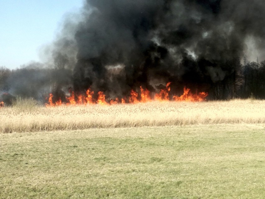 Stop pożarom traw. Spłonęło około 30 hektarów łąk "naturowych" i torfowisk w Nawarzycach [ZDJĘCIA]