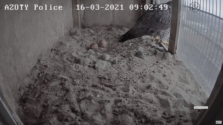 Słynne sokoły z Polic wróciły do gniazda. I już są nawet dwa jaja! Zobacz wideo