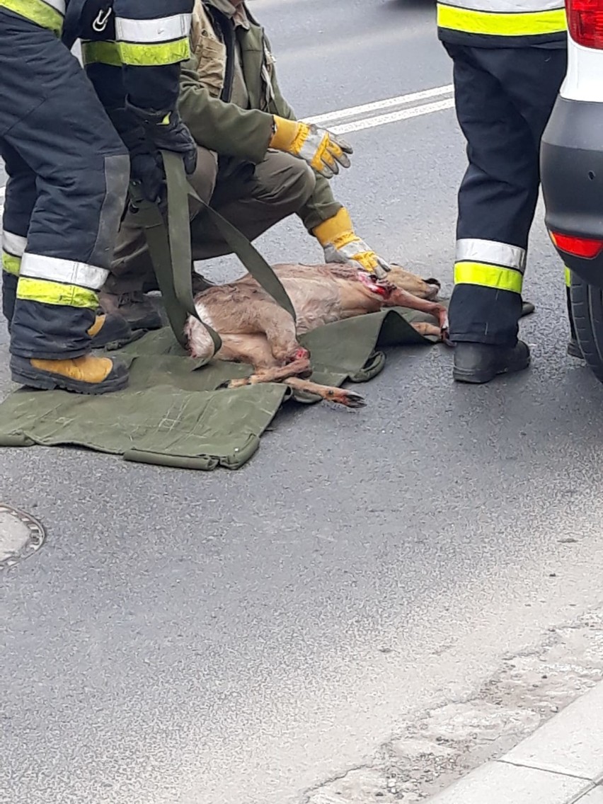 Wypadek we Wrocławiu. Sarna wpadła do auta przez przednią szybę [ZDJĘCIA]