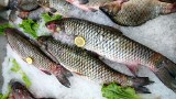 Gdzie kupić świeże ryby w Białymstoku? W sklepach osiedlowych i hurtowniach