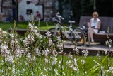 Ogrody Krakowian. Tu można odpocząć wśród kwiatów i zieleni MAPY