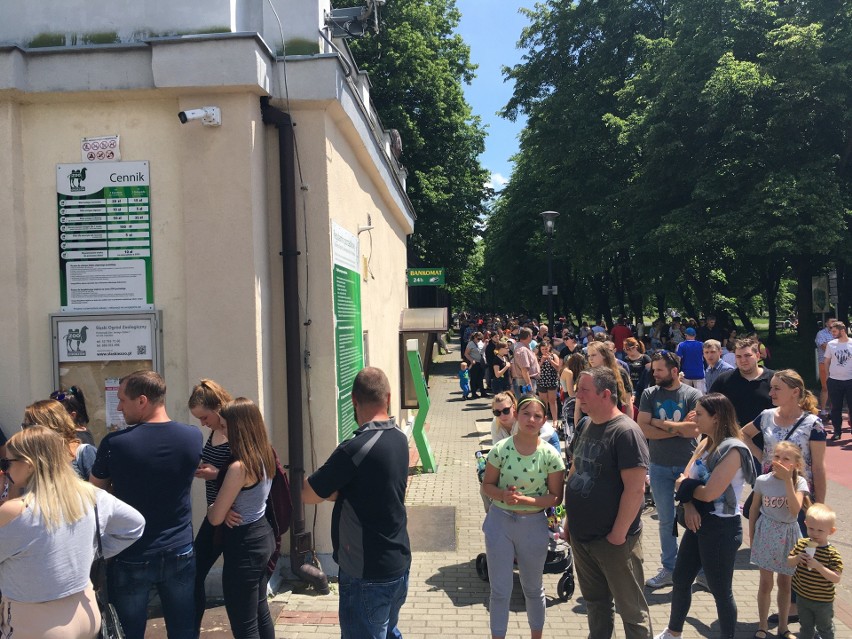 Śląski Ogród Zoologiczny przeżywał prawdziwe oblężenie, przy...