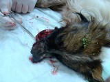 Oleśnica: Pies postrzelony w głowę z broni palnej (DRASTYCZNE ZDJĘCIA)