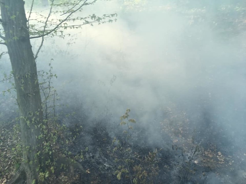 Seria pożarów w lesie między Siedlcem i Dubiem. Mieszkańcy już cztery razy dostrzegli zarzewie ognia