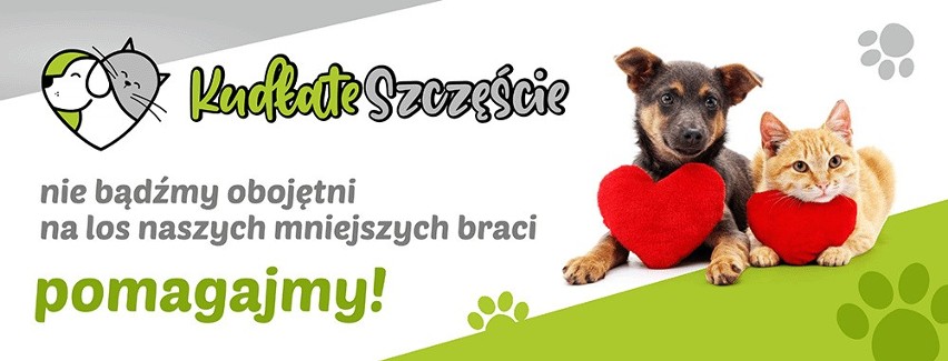 W Małogoszczu rusza zbiórka karmy dla zwierzaków ze Stowarzyszenia "Kudłate Szczęście". Sprawdź szczegóły
