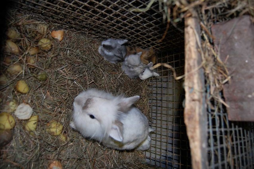 Uratowano 191 królików