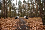 Czy nowa, ekologiczna forma pochówków, przyjmie się w Krakowie? Las Pamięci funkcjonuje już chociażby w Poznaniu