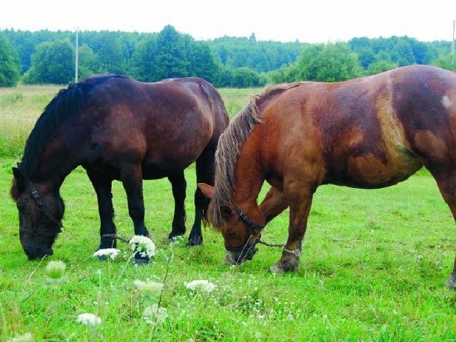Spętane przednie kopyta powodują, że konie mają problemy z poruszaniem się. Z kolei na ich sierści widoczne są wielkie plamy. Natomiast, jak zauważył nawet weterynarz, są wręcz spasione. W jakim celu, nie wiadomo.