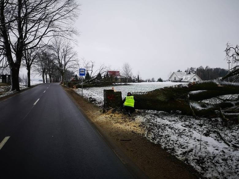 Kto podcina przydrożne drzewa w na Pomorzu? "To przejaw drogowego terroryzmu" i "bestialstwo wobec przyrody". Policja szuka sprawców!