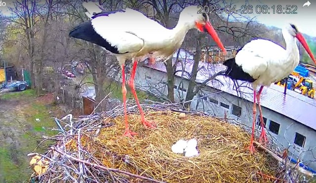 Dzięki kamerze zainstalowanej w gnieździe bocianim w Skaryszewie, internauci mogli zobaczyć, że w gnieździe jest już pięć jaj.