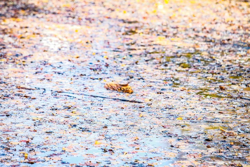 Kraków. Budują plażę nad zalewem pełnym bakterii. Wyniki badań niepokoją