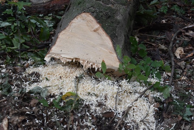 Wycinka drzew na opał - mieszkańcy podkrakowskich gmin szukają alternatywy na ogrzewanie domów 