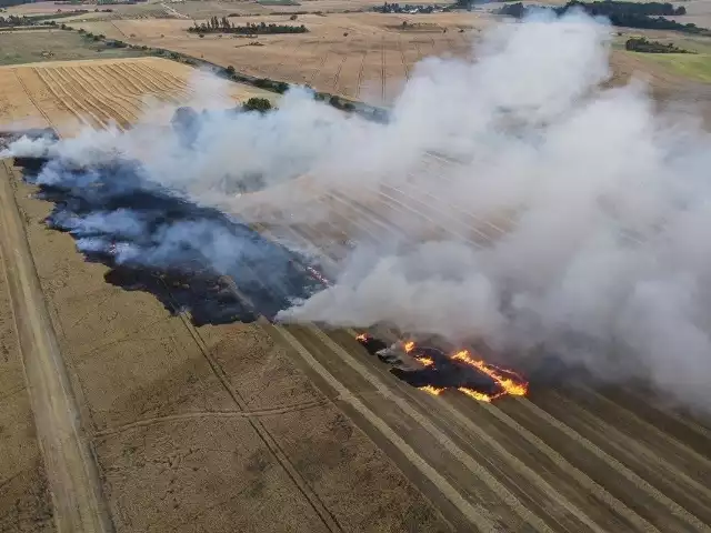Kilkudziesięciu strażaków walczy z pożarem zboża nieopodal miejscowości Podmokle Wielkie w gminie Babimost.
