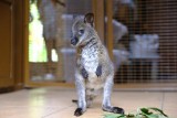 W toruńskim zoo mama kangurzyca porzuciła swoje dziecko. Zajęli się nim opiekunowie