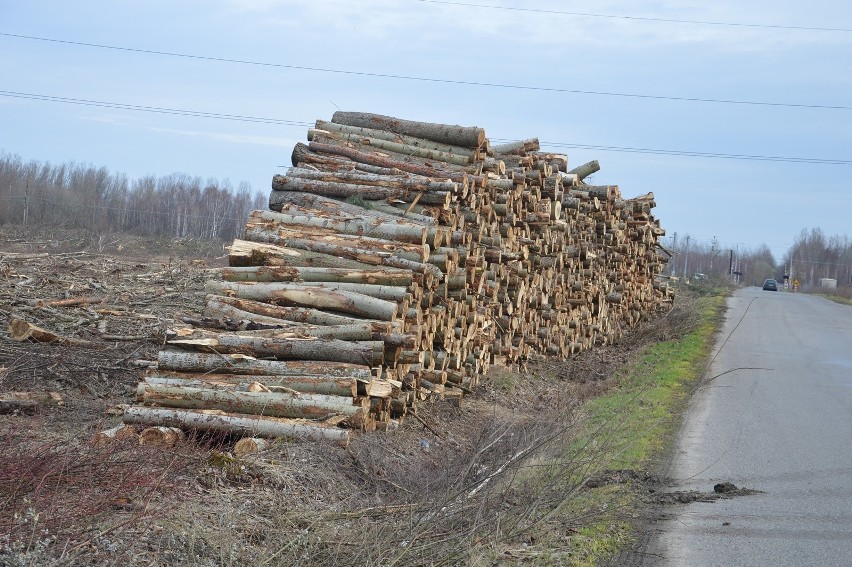 Wycięli cały lasek, został się tylko smród