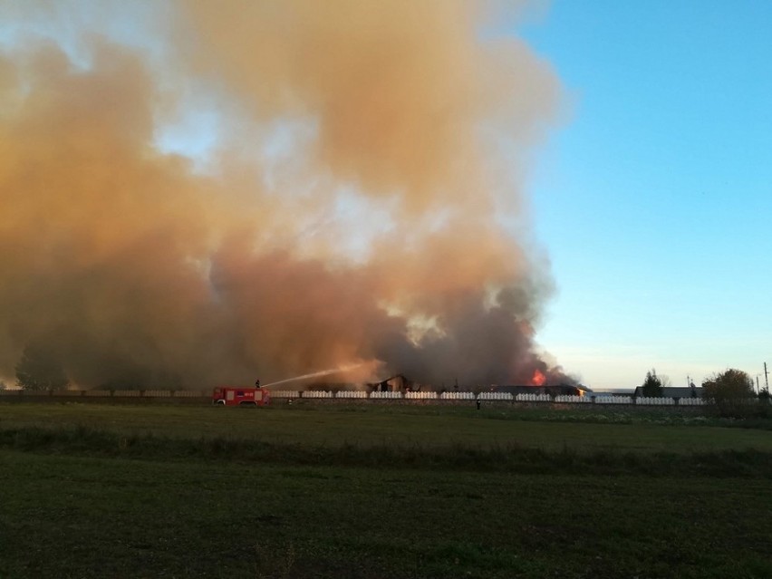 Pożar chlewni w Taciewie. Spłonęło 2,4 tysiąca świń. Z...