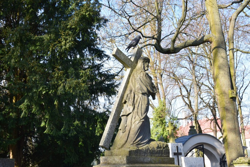 Ptaki niszczą zabytkowy Cmentarz Katedralny w Sandomierzu. Sprawcami są gawrony, wypłoszone z... sąsiedniego parku