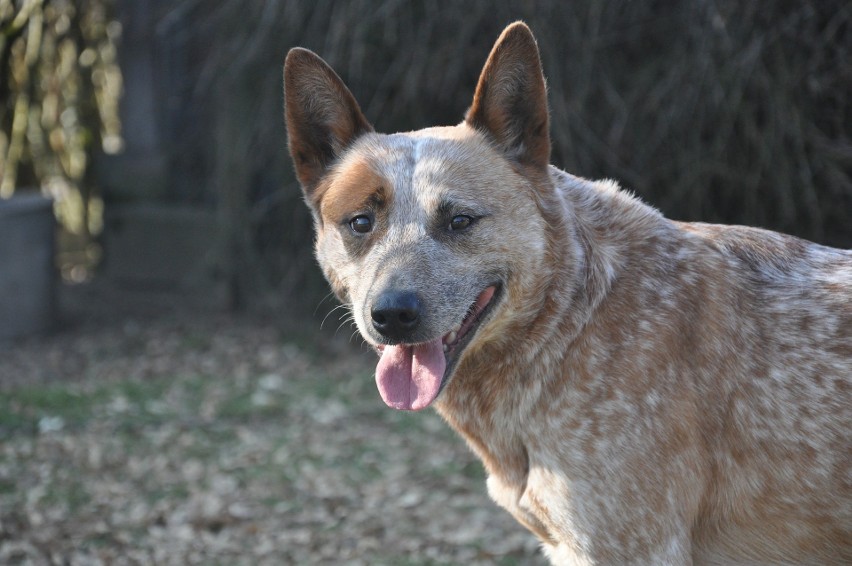 Australian cattle dog to pies pasterski i zaganiający. Jest...