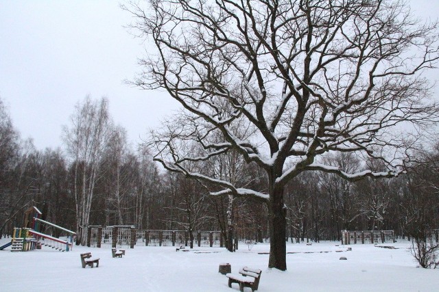 Park Zielona w zimowej odsłonie