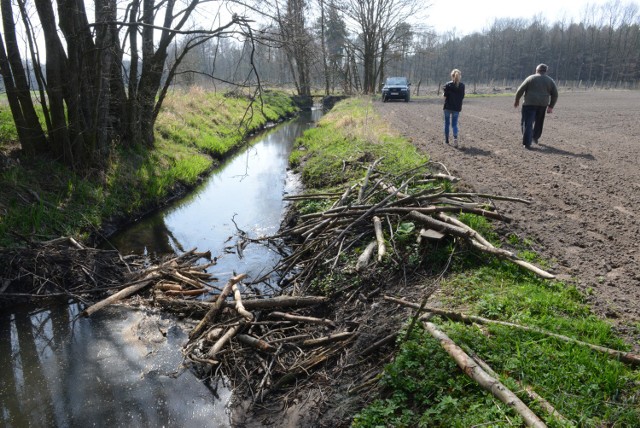 Bobry budują tamy, a rolnicy liczą straty