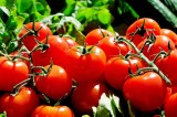 Pomidorowa kuchnia Jana Kuronia [WIDEO]