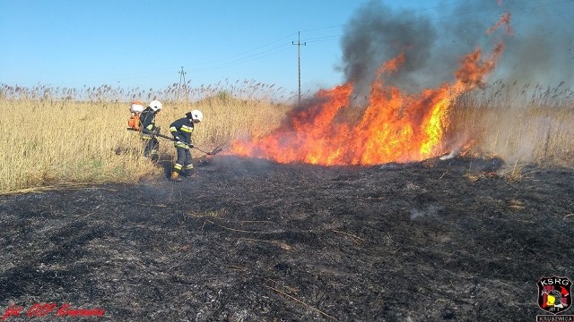 Akcja trwała 4 godziny. Ogień strawił około 15 hektarów trzciny