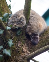 Zoo w Łodzi. Nowy mieszkaniec łódzkiego Orientarium. To niezwykły kot z azjatyckich stepów 