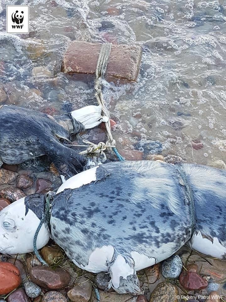 Dwie martwe foki z pętlą u szyi i cegłą znalezione na plaży w Gdyni Oksywiu. Prokuratura bada sprawę 