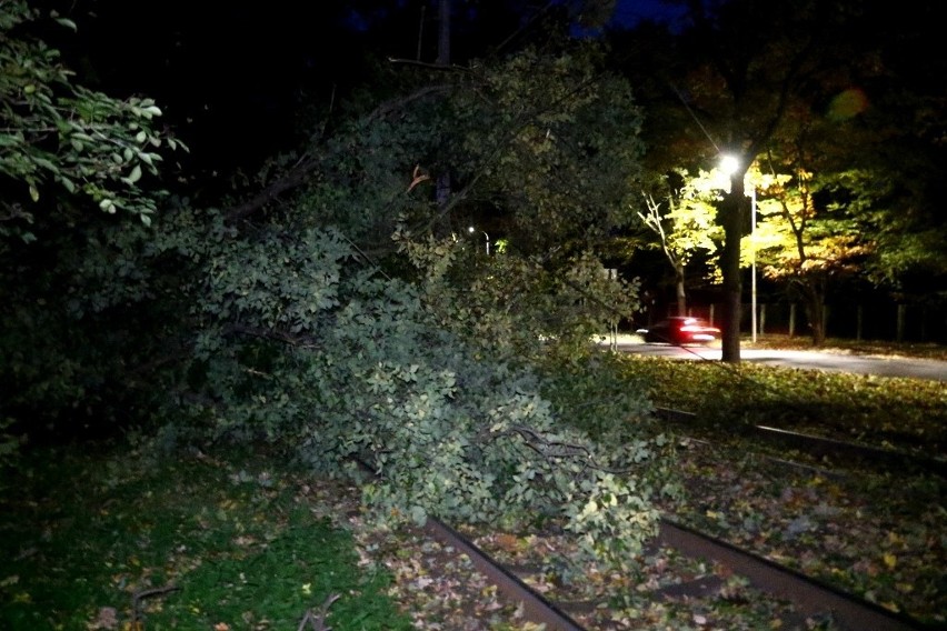 Drzewa runęły na trakcję na al. Paderewskiego przy parku...