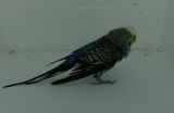 Papuga w szczecineckim Trzesiecku. Ale to nie wynik ocieplenia klimatu