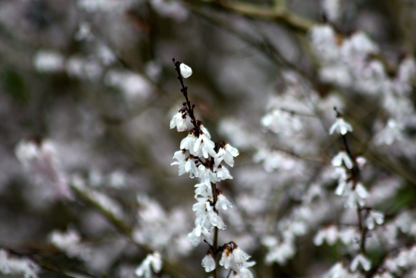 Otwarcie sezonu w Ogrodzie Botanicznym UMCS w Lublinie. Lada dzień zakwitną magnolie. Zobacz zdjęcia