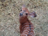 Maluchy w Śląskim Ogrodzie Zoologicznym. Na świat przyszły małe niale grzywiaste