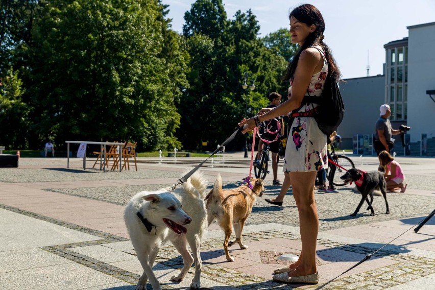 Białystok. Miss na 4 łapkach – choć po przejściach, są czarujące. Warto je wziąć [ZDJĘCIA]