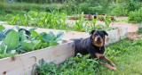 Planujemy własny warzywnik w ogrodzie