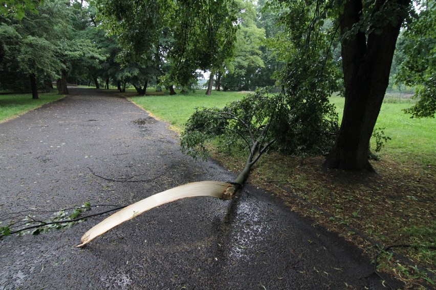 Burza we Wrocławiu: Silny wiatr łamał drzewa. Strażacy usuwają skutki nawałnicy (ZDJĘCIA)