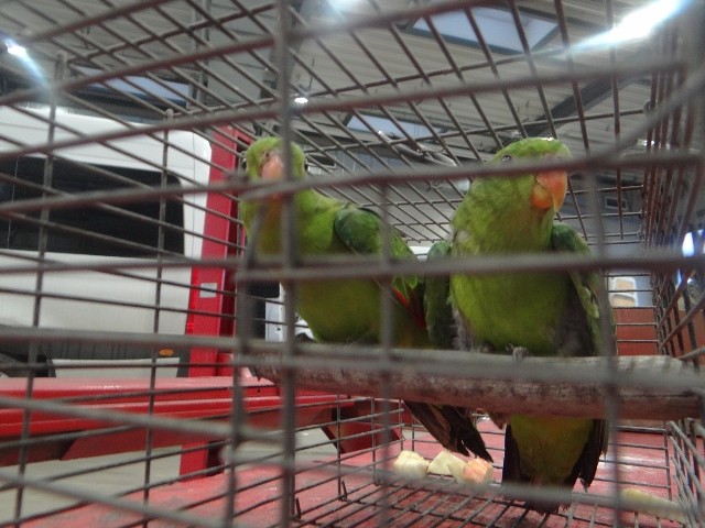 Przemyt dwóch papug czerwonoskrzydłych udaremnili celnicy z przejścia granicznego w Medyce.
