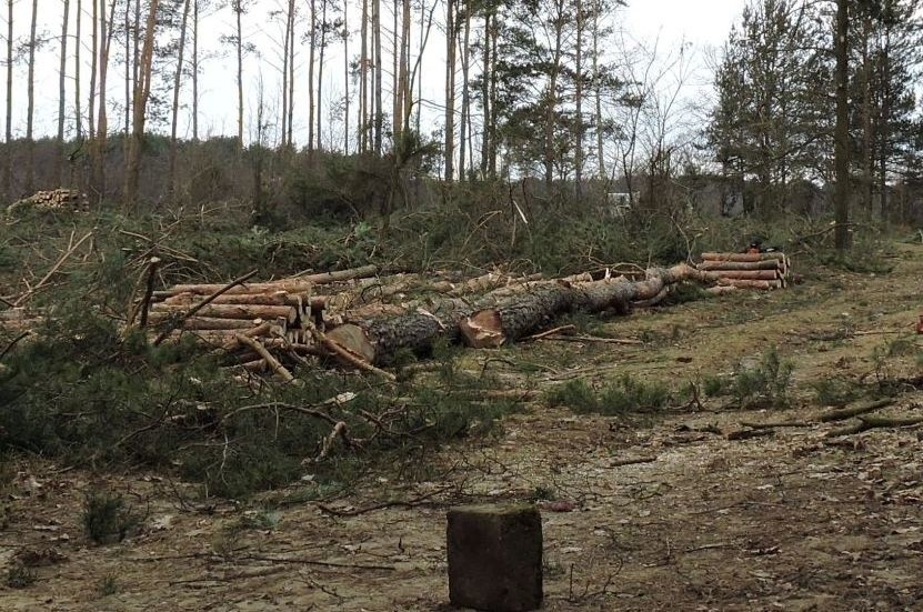 Wycięli piękny las – alarmuje Czytelnik [ZDJĘCIA]