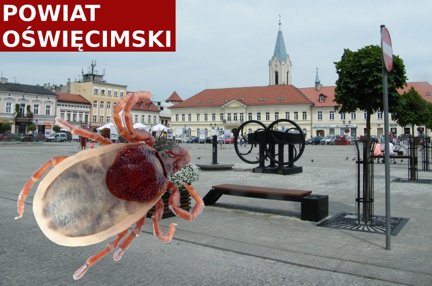 W powiecie oświęcimskim od 2017 roku w statystykach widnieje...