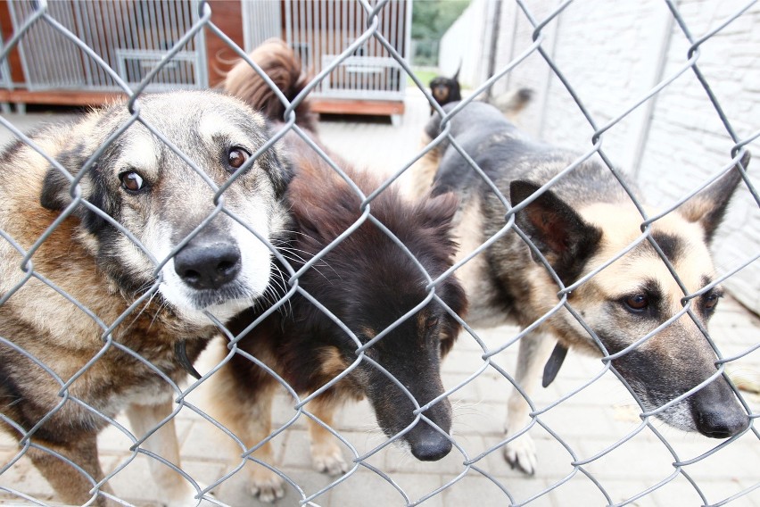 Psy w rzeszowskim schronisku dla zwierząt.
