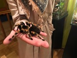 Wystawa żywych pająków i skorpionów w Centrum Kultury i Sztuki w Połańcu. Niektórych przeraża, innych fascynuje [ZDJĘCIA]