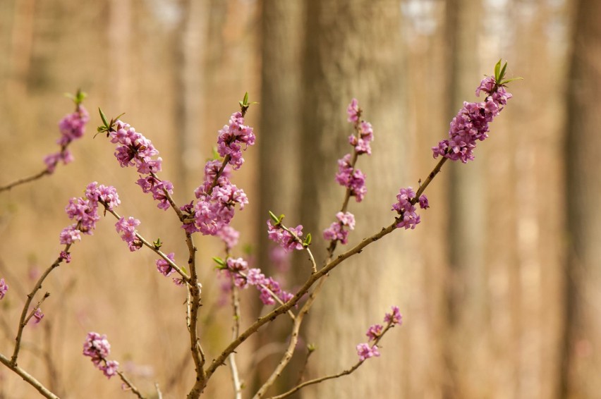 Wawrzynek wilczełyko (Daphne mezereum)...