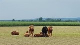 Ucieczka byków z zagrody pod Prudnikiem. Nie zwabiła ich nawet jałówka. Jeden z byków zaatakował przypadkowego rolnika